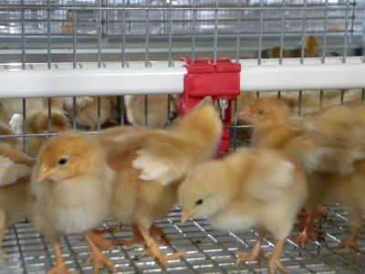 Poultry Cages